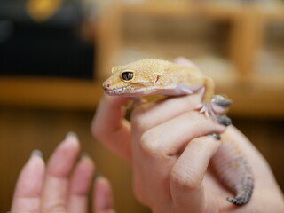 Leopard gecko in hand