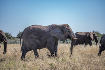 Naklejka premium Elephant Africa
