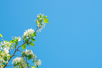 White flowers of a blooming apple tree, a beautiful natural background