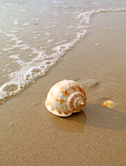 Closeup a Natural Scotch Bonnet Sea Shell Isolated on Wet Sand Beach in the Sunlight