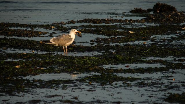 Seagull with mussle catch on beach with evening light