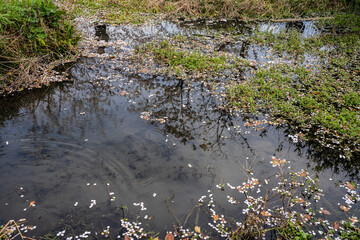 ソメイヨシノ2021