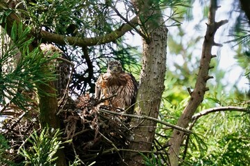 northern goshawk in the forest