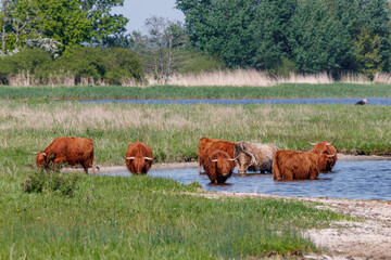 Galloway-Rinder stehen im Wasser