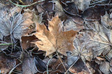 Frozen Maple Leaf On The Ground. Autumn leaves covered with frost - textured background