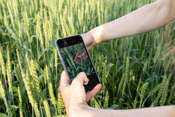 Women's hands with a smartphone in a field of green barley. Blogger takes pictures of agricultural...