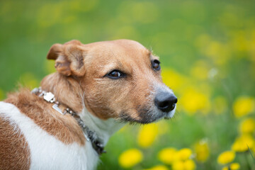 Dog breed jack russell looks at the camera with a smart look. Beautiful dog in nature.