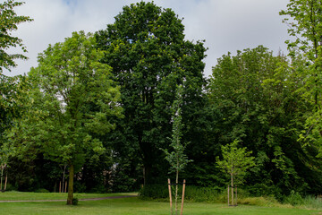 Obraz premium Photo from trees in a beautifull green park in Weert the Netheralands june 2021
