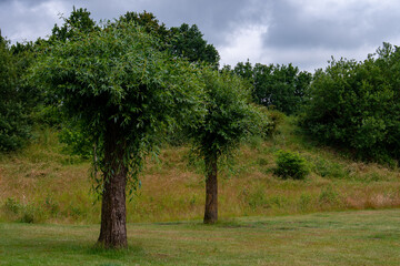 Fototapeta na wymiar landscape from the park Boshoven with trunk trees in Weert the Netherlands