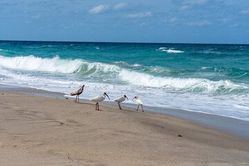 A flock of white ibises on the beach by the Atlantic Ocean in spring in Melbourne Beach, Florida - obrazy, fototapety, plakaty