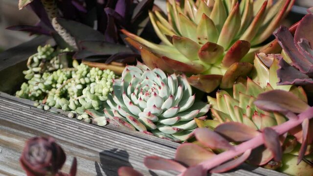 Succulent plants collection, gardening in California, USA. Home garden design, diversity of various botanical hen and chicks. Assorted mix of decorative ornamental echeveria houseplants, floriculture.