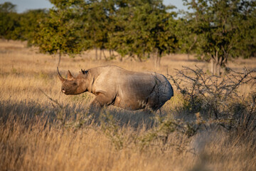 Fototapeta premium Black Rhino Africa