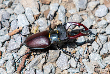 a close-up with a Lucanus cervus beetle