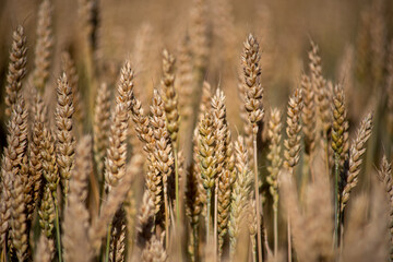 Fototapeta premium wheat