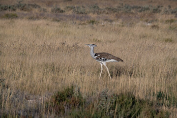 Kori bustard