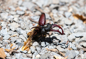 a close-up with a Lucanus cervus beetle
