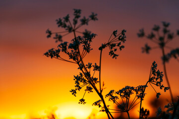 Inflorescences of a plant Runny Aegopodium grass against a bright orange sunset sky with a selective focus on small flowers in the shade. Natural plant background in the environment.