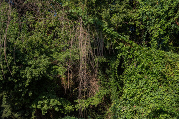 green moss on the wall