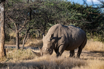 White Rhino Africa