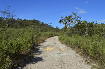 Fototapeta na wymiar Trilha no cerrado.