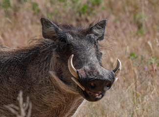 Warthog Pumba Africa