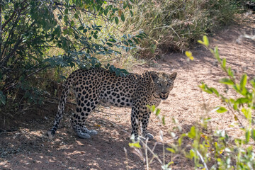 Fototapeta na wymiar Leopard Africa