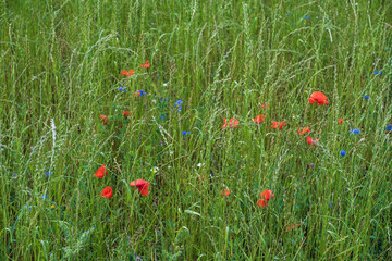 Detail of a grain field with blooming red poppies in summer 