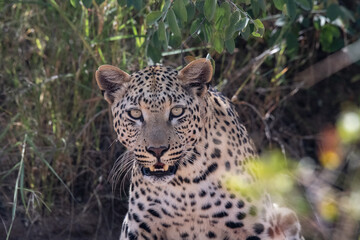 Leopard Africa