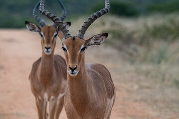 Beautiful Impala