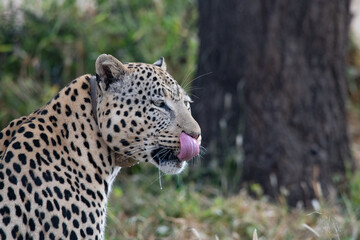Naklejka na ściany i meble Leopard Africa