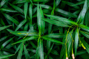 Fototapeta premium leaves background