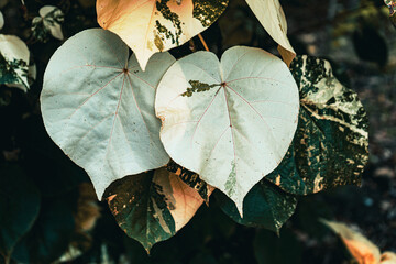 heart shaped leaves