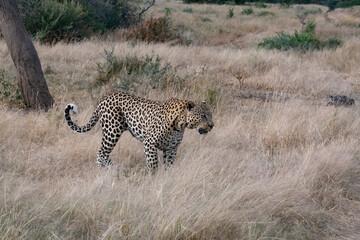 Leopard Africa