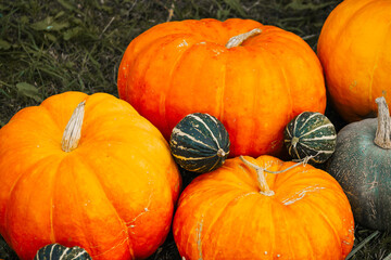 Autumn decor. Farm pumpkins, squash on the background of autumn grass