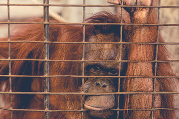 a monkey feeling loneliness and sadness behind jail. the eyes of a monkey as a result of being placed in a cage in the zoo © Parichart