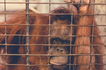 Foto op Plexiglas a monkey feeling loneliness and sadness behind jail. the eyes of a monkey as a result of being placed in a cage in the zoo © Parichart