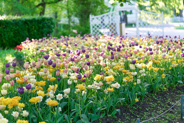 Bright flowers of tulips on a tulip field on a sunny morning