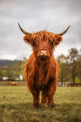 Photo sur Aluminium brossé Highlander écossais vache écossaise des Highlands