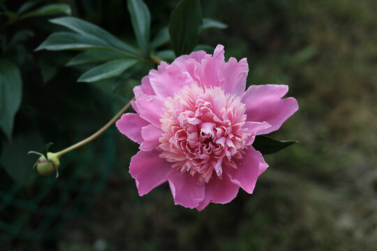 pink peony flower blooming in a garden. beautiful flower background or calendar page. wallpaper for summer projects. selective focus