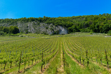 Weinberg in Twann-Wingreis im Kanton Bern 