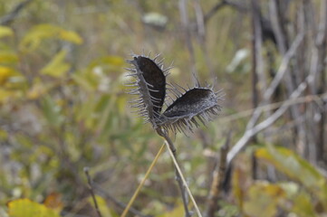 Natureza e seus espinhos