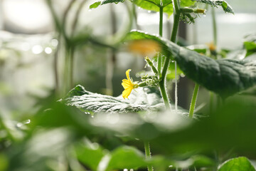 Fototapeta premium Cucumber flowers in the greenhouse