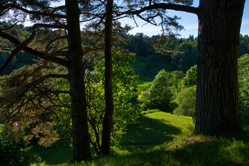 Wooded and hilly terrain on a sunny summer evening under blue skies in natural contrasting lighting, with trunks of perennial trees in the foreground.