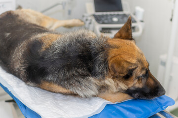 Large dog under anesthesia in a veterinarian clinic.German shepherd,Alsatian dog lying on the table...