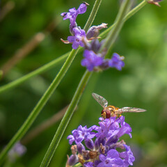 Abeille lavande