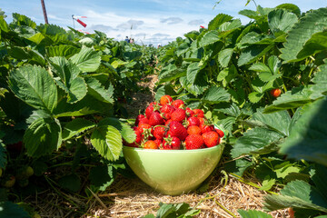 Schale mit roten Erdbeeren zwischen den Erdbeerpflanzen auf dem Erdbeerfeld