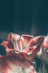 Nahaufnahme einer schönen Lilie mit düsteren Hintergrund