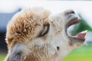 Obraz premium White alpaca yawning with mouth open looking up on farm. white alpaca llama head with mouth open. summer day outdoors.