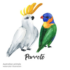 Australian animals birds parrot watercolor illustration hand drawn wildlife isolated on a white background.
