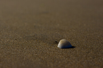 Silver style seashells on the beach sand